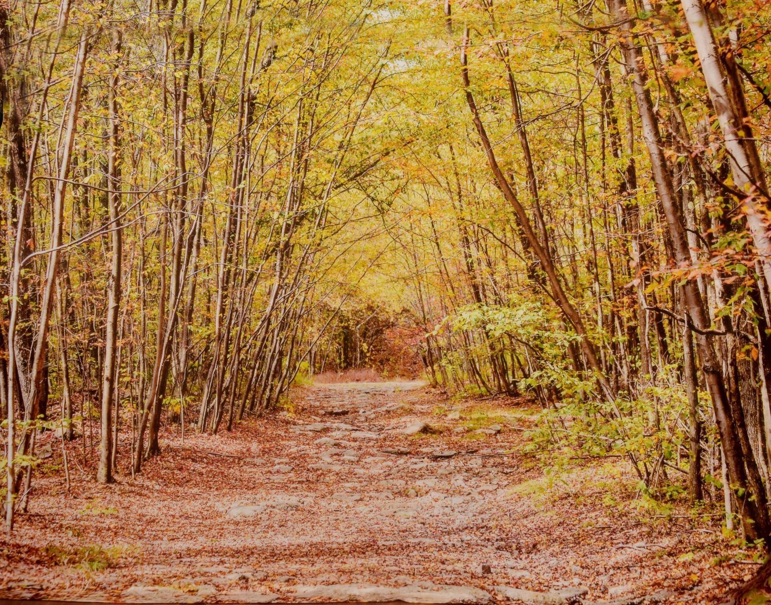A serene autumn forest path lined with golden yellow trees and fallen leaves in warm fall colors.
