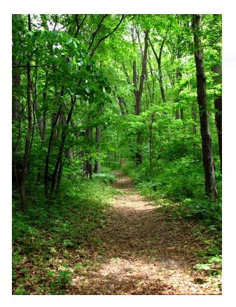 A serene forest trail winding through lush green trees with sunlight filtering through the canopy onto a leaf-covered path.