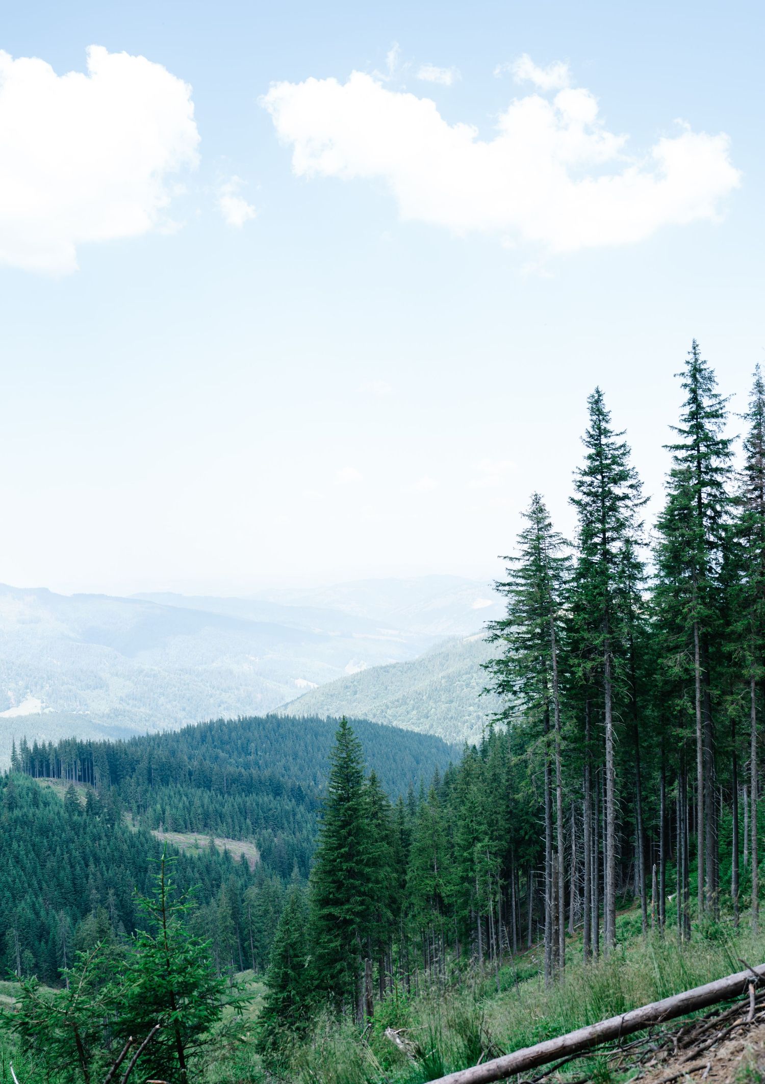 Scenic mountain landscape with tall evergreen trees and rolling hills under blue sky.