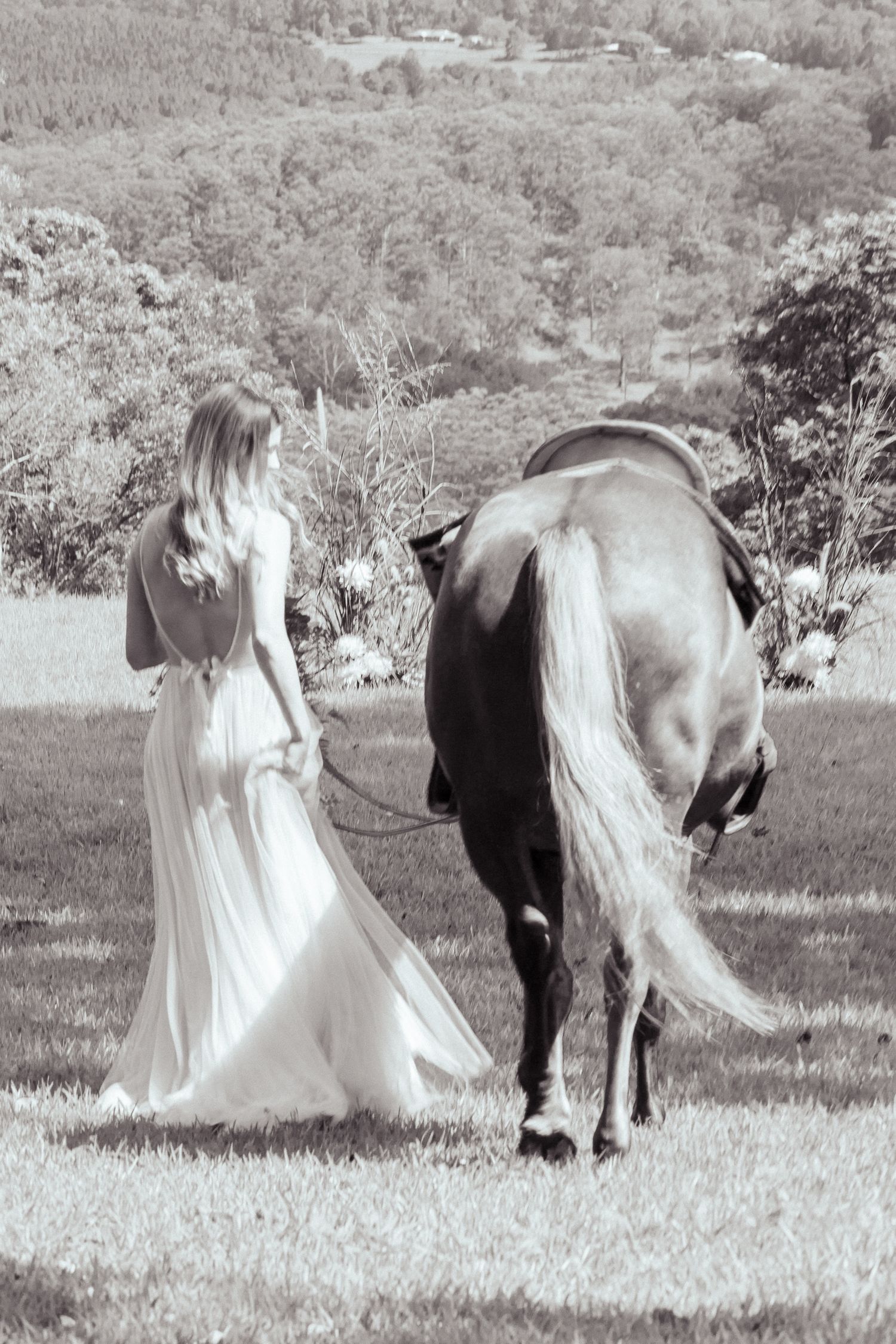 Black and white image of flowing white dress near grazing horses in a pastoral setting. Maleny Sunshine Coast.
