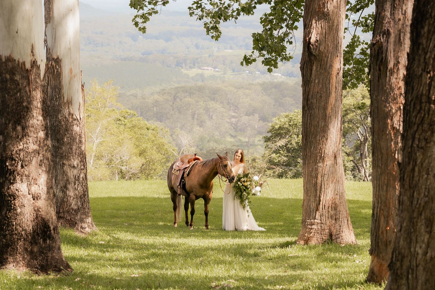 A scenic view of trees and mountains with horses grazing in a grassy field. Maleny Sunshine Coast.