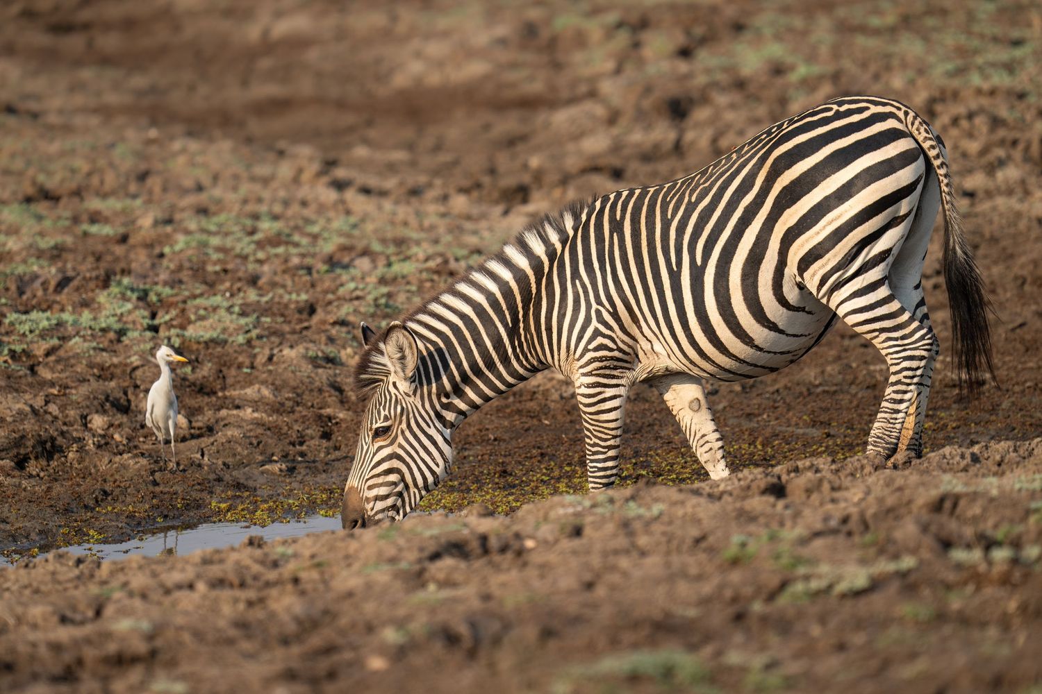 Zebras grazing in a line on brown savanna grassland.