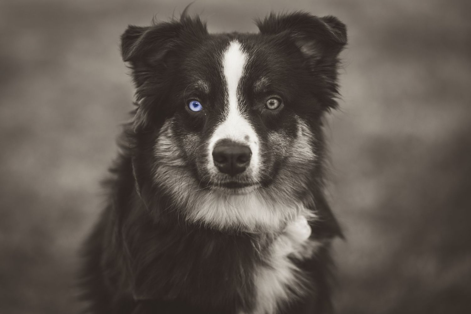 Black and white portrait of Border Collie puppy with striking blue eyes looking directly at camera.
