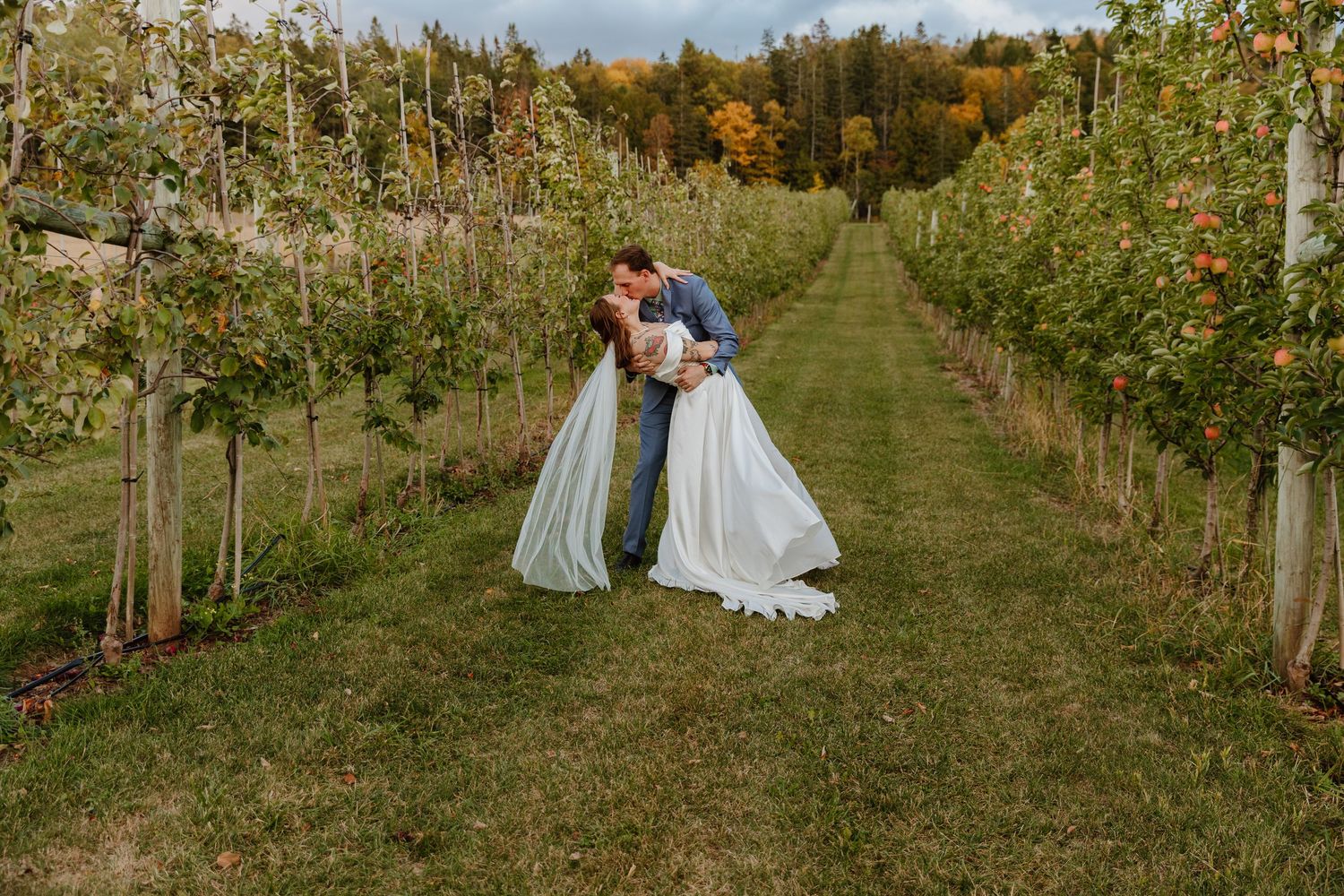 Bride and groom share a romantic dip kiss between rows of apple trees in Bates Barn orchard during fall wedding.