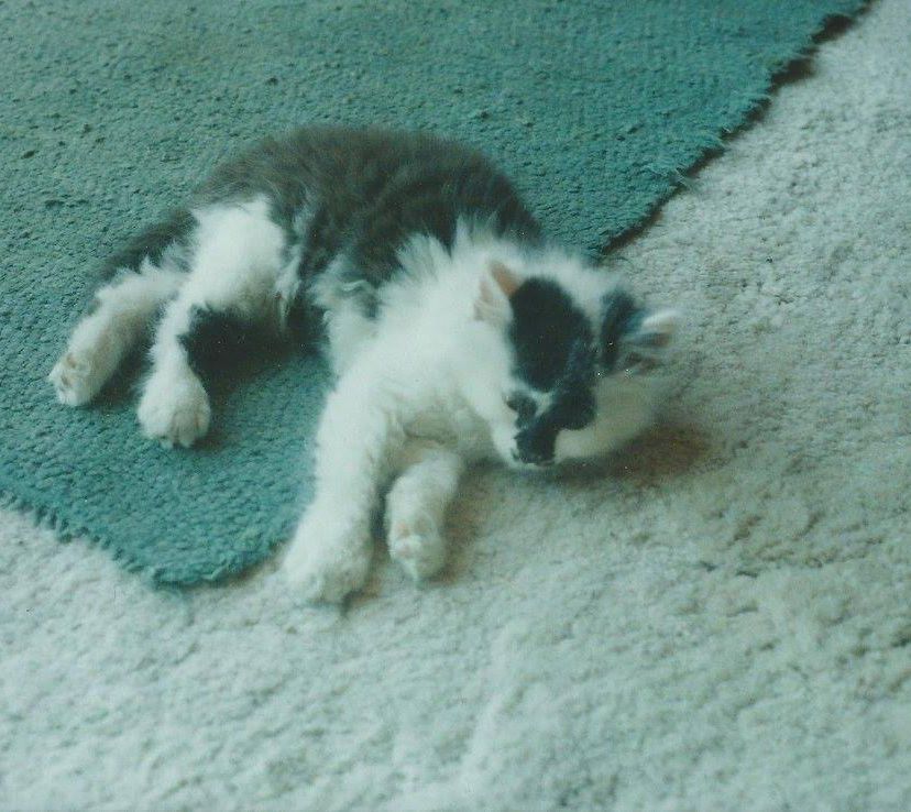Black and white kitten.