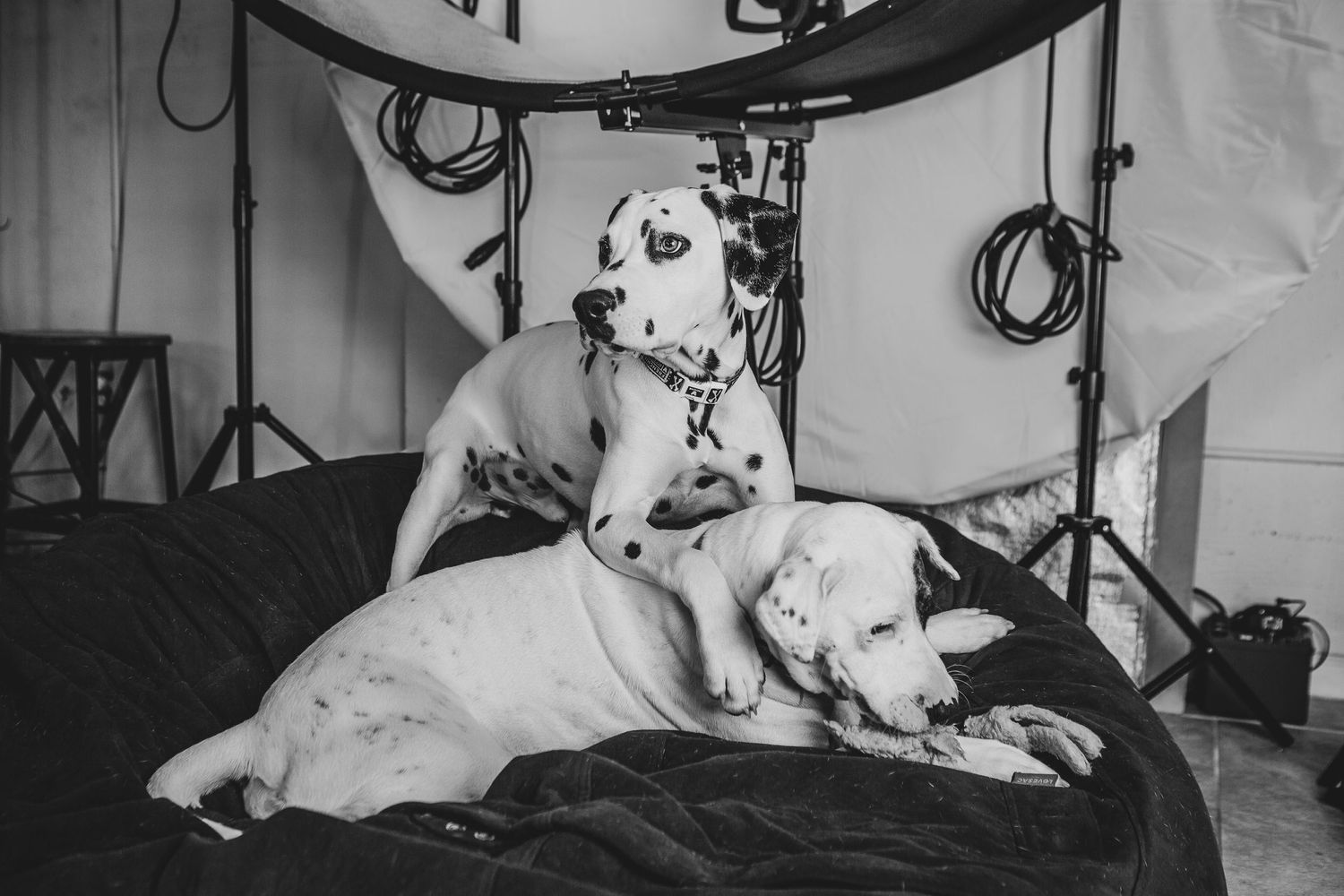 Two white Great Danes lounging together on a dark bed in a black and white photograph.