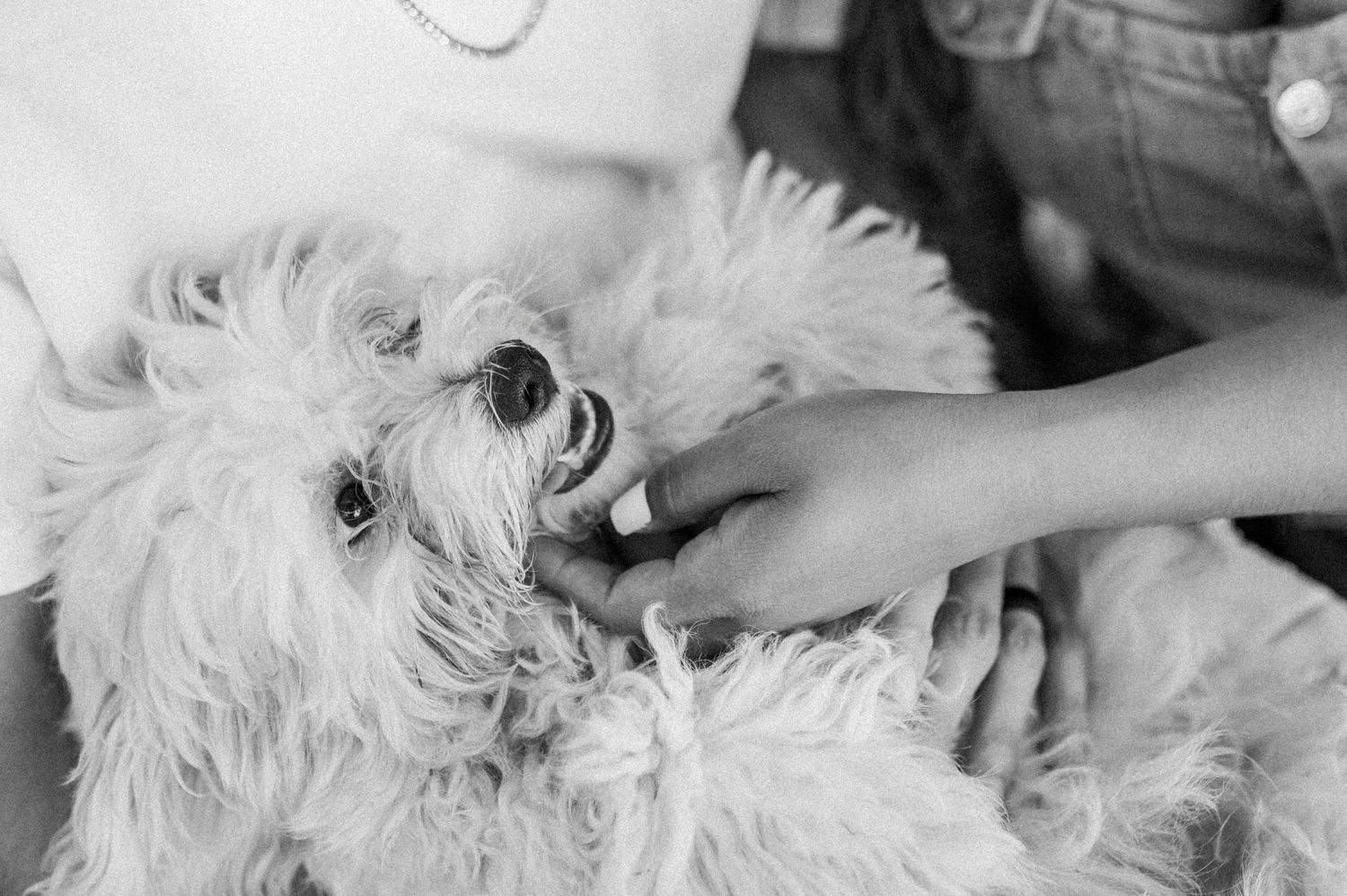 A close-up black and white portrait of a fluffy white dog being petted.