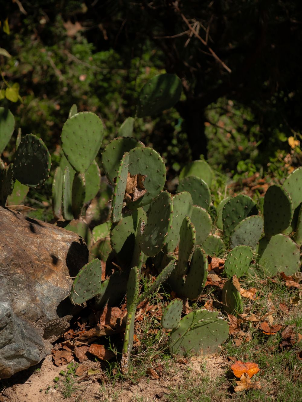 Green prickly pear cactus growing among rocks and fallen leaves in a garden setting.