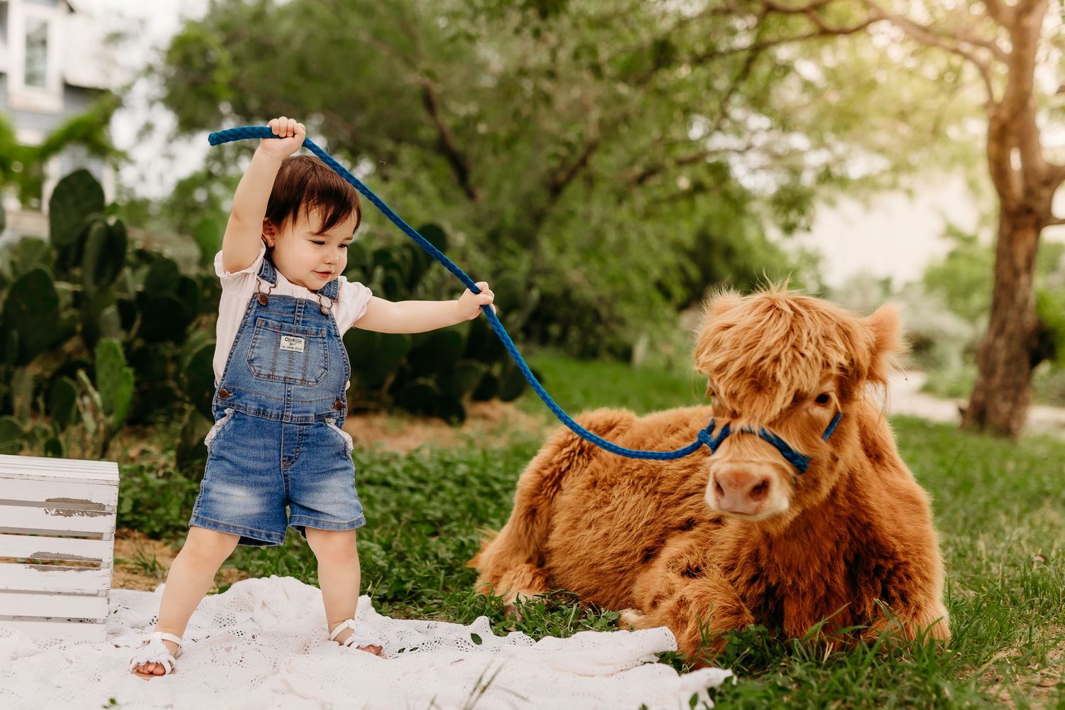 A small child in denim overalls walking a fluffy brown alpaca on a leash through a sunny garden path.