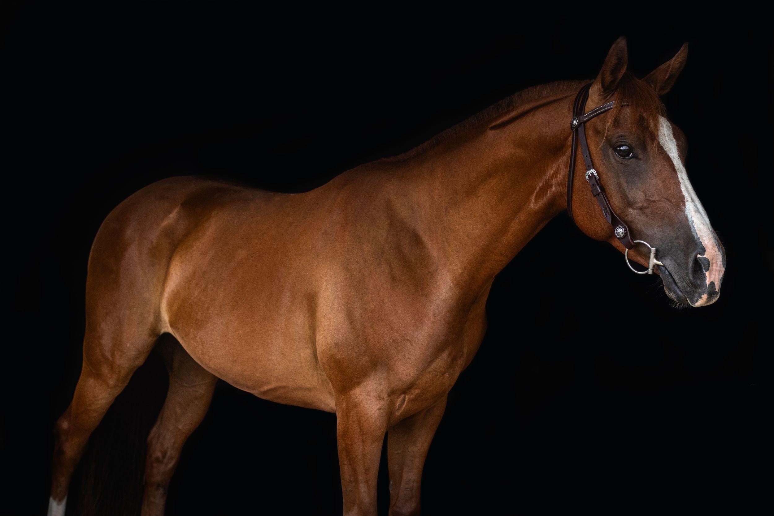 Portrait of an athletic bay horse with bridle against black background showing muscular conformation.