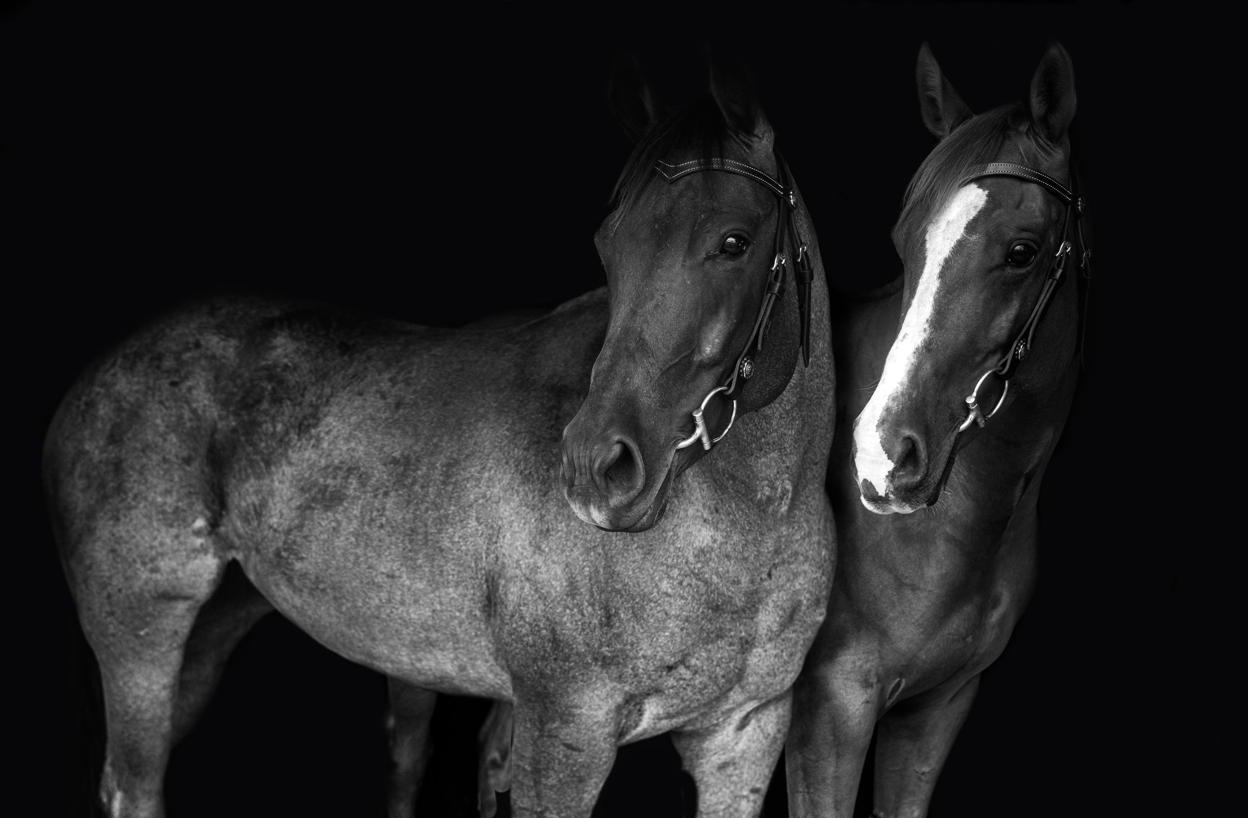 Two horses in monochrome, one dark and one with white markings, standing together.