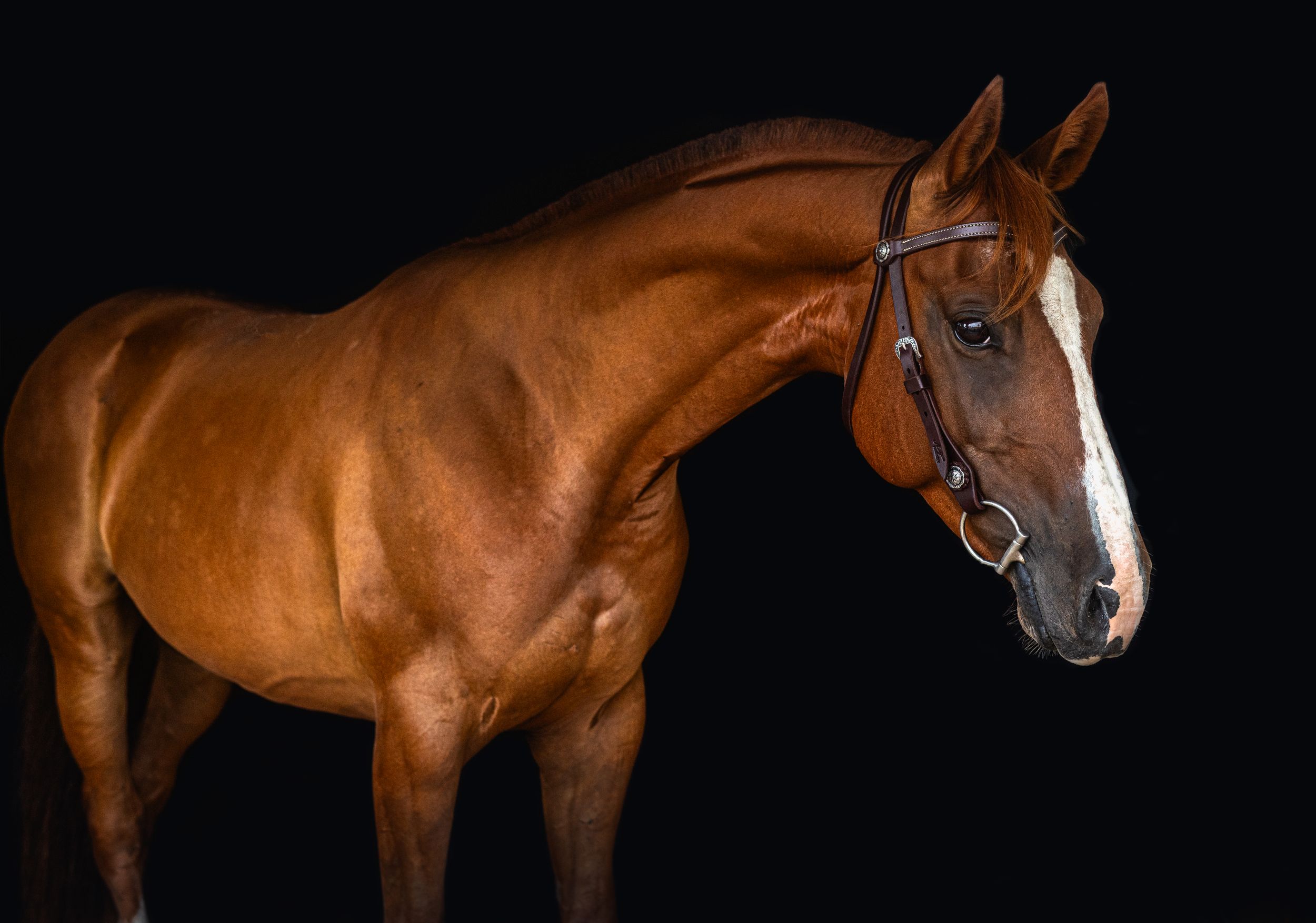 Side view of a muscular bay horse with white facial markings wearing show bridle.