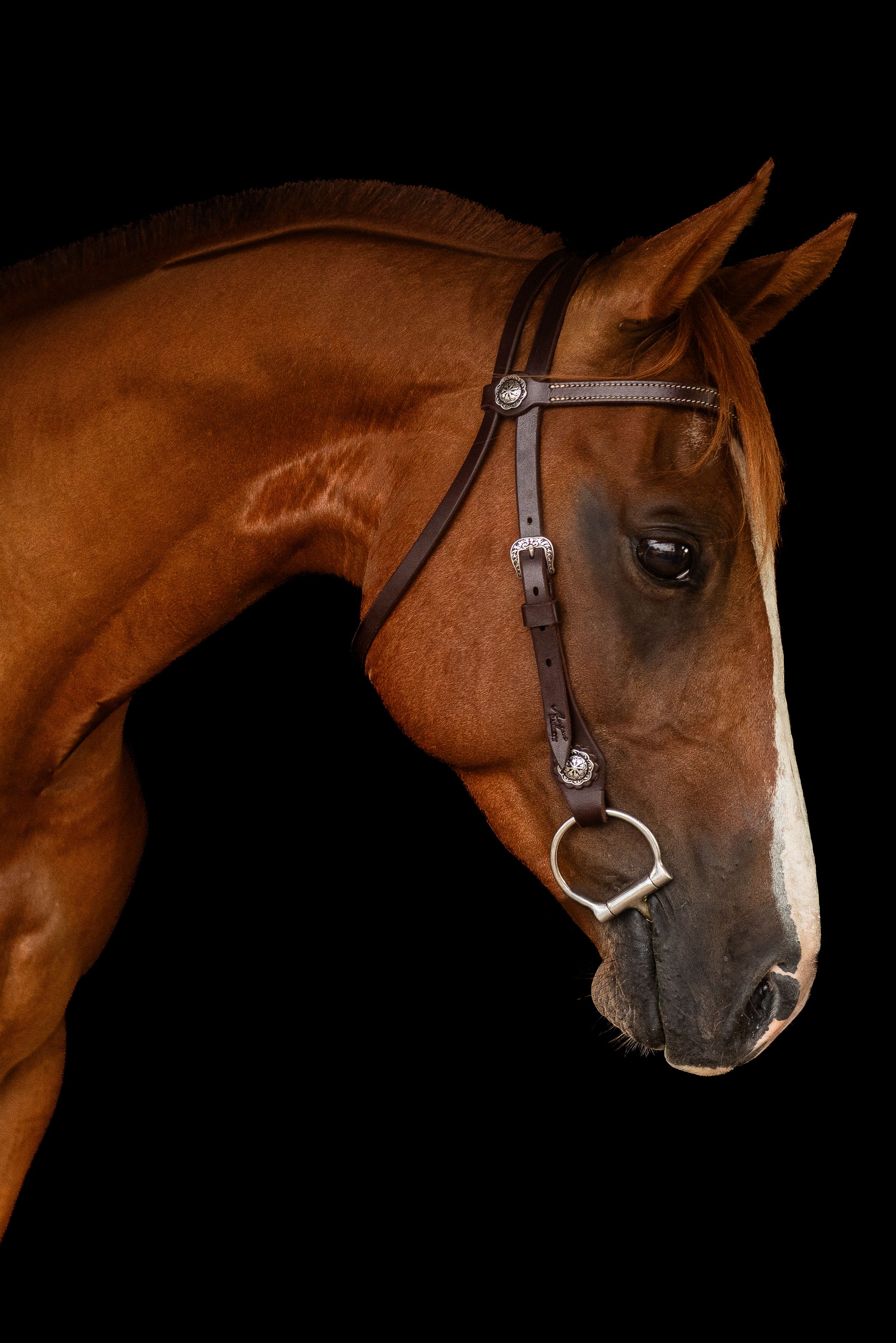Close-up profile of a chestnut horse wearing leather bridle against dark background.