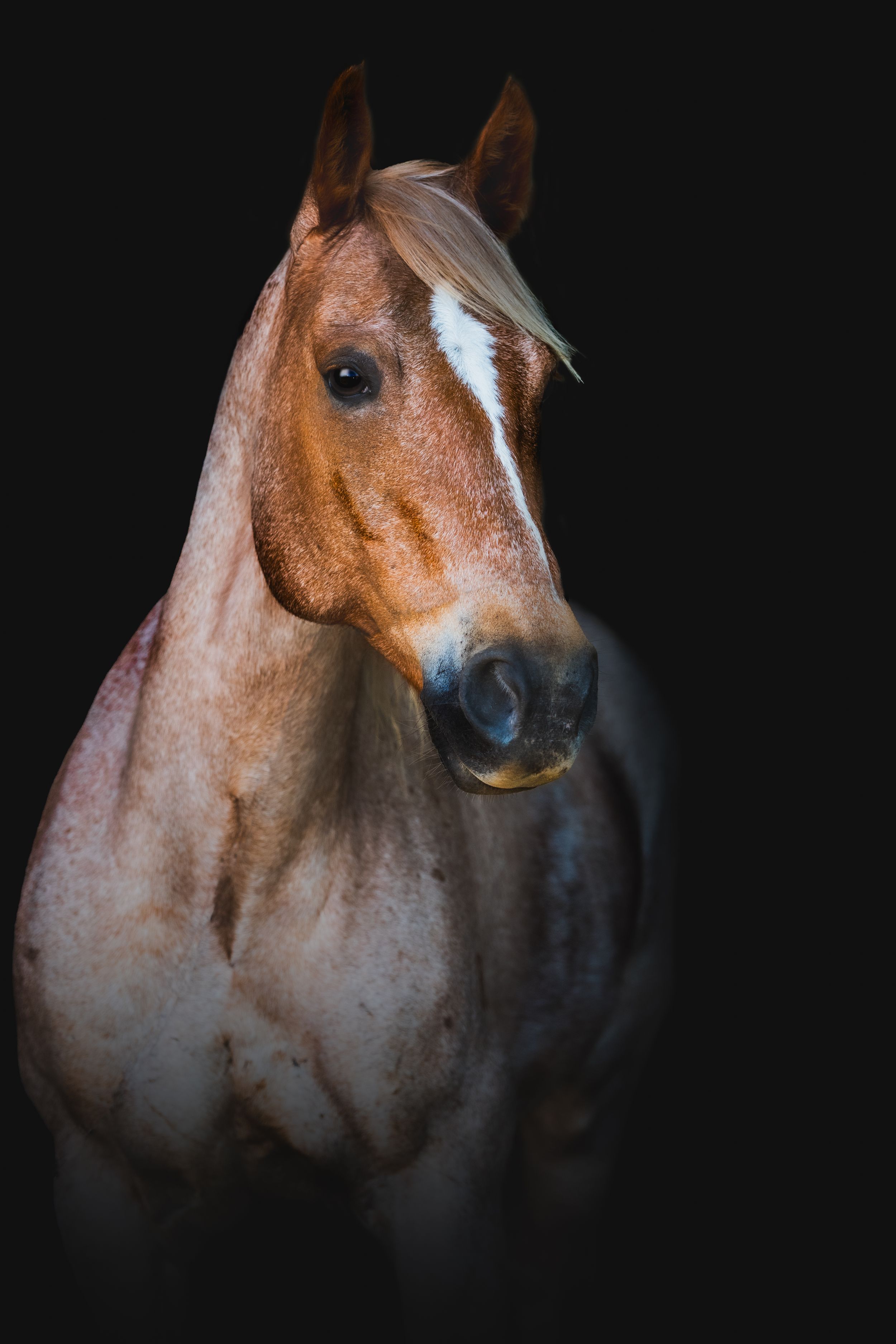 Close-up portrait of a chestnut horse with white blaze against dark background.