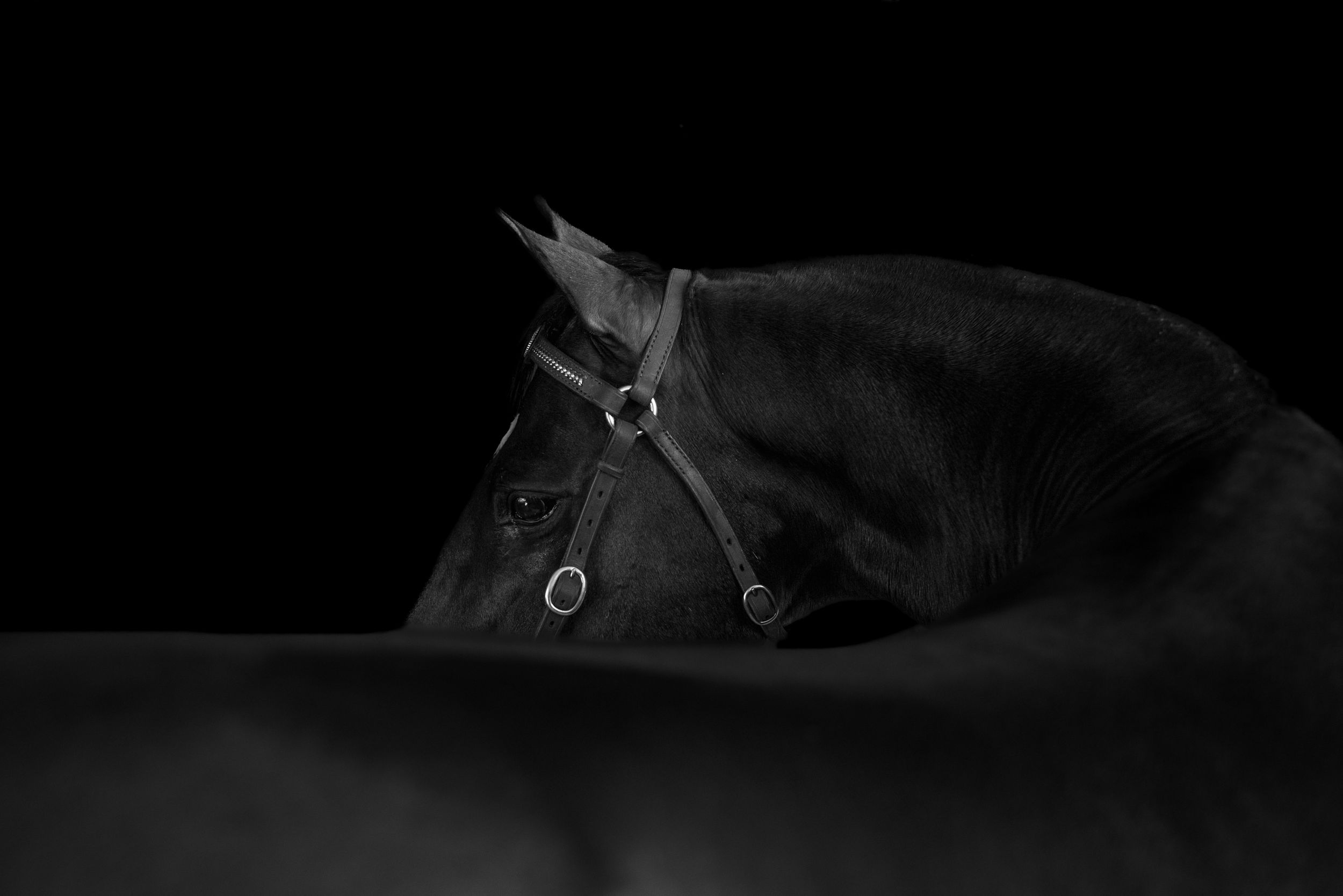 Dramatic black and white profile of a horse's head against dark background.