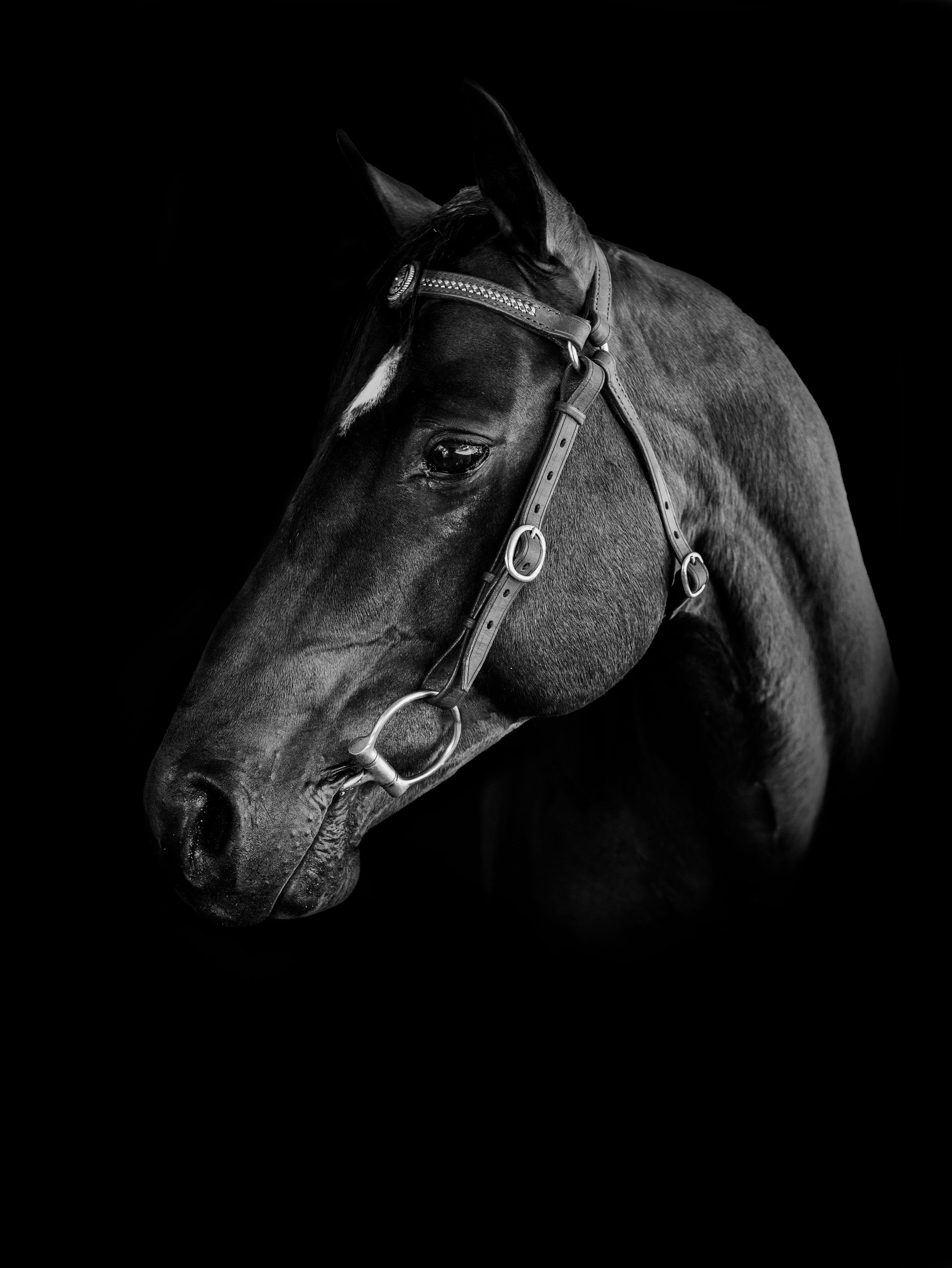Close-up black and white portrait of a horse wearing bridle against black background.