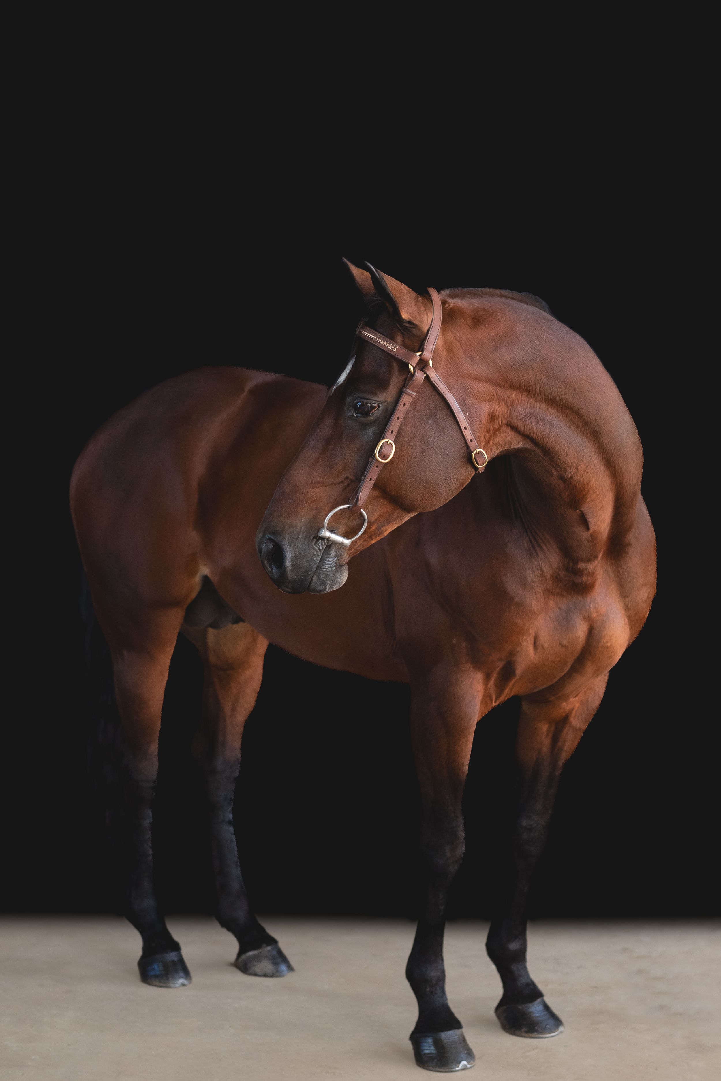 A muscular bay horse with leather bridle poses against black background.