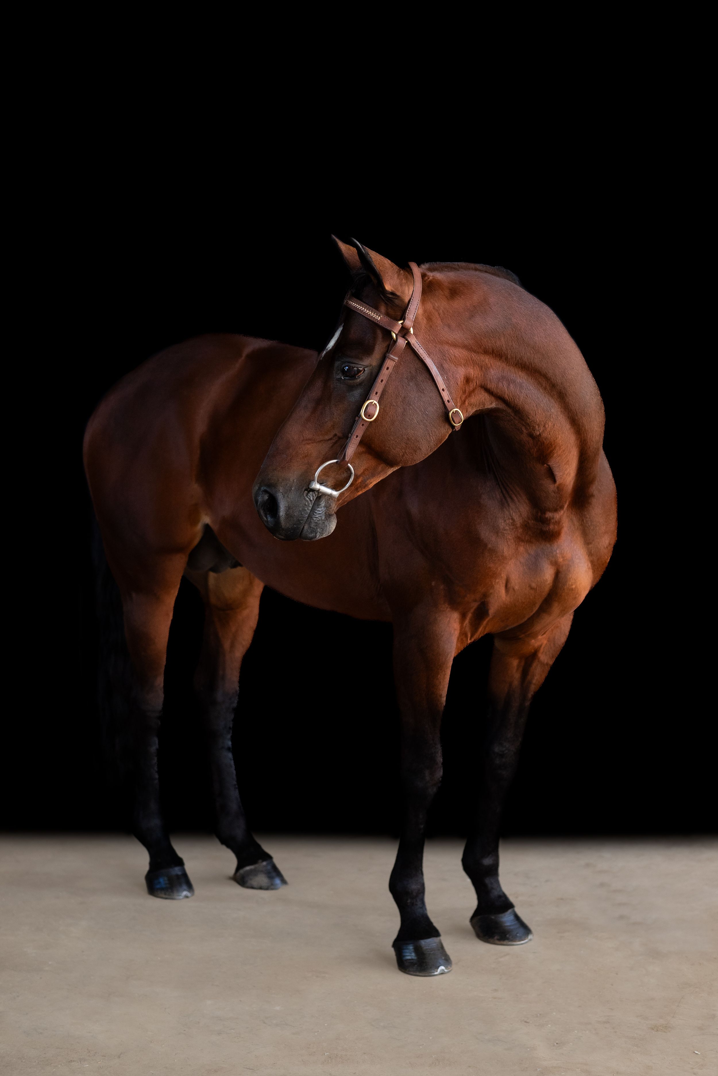 A bay horse wearing leather tack stands against black backdrop.