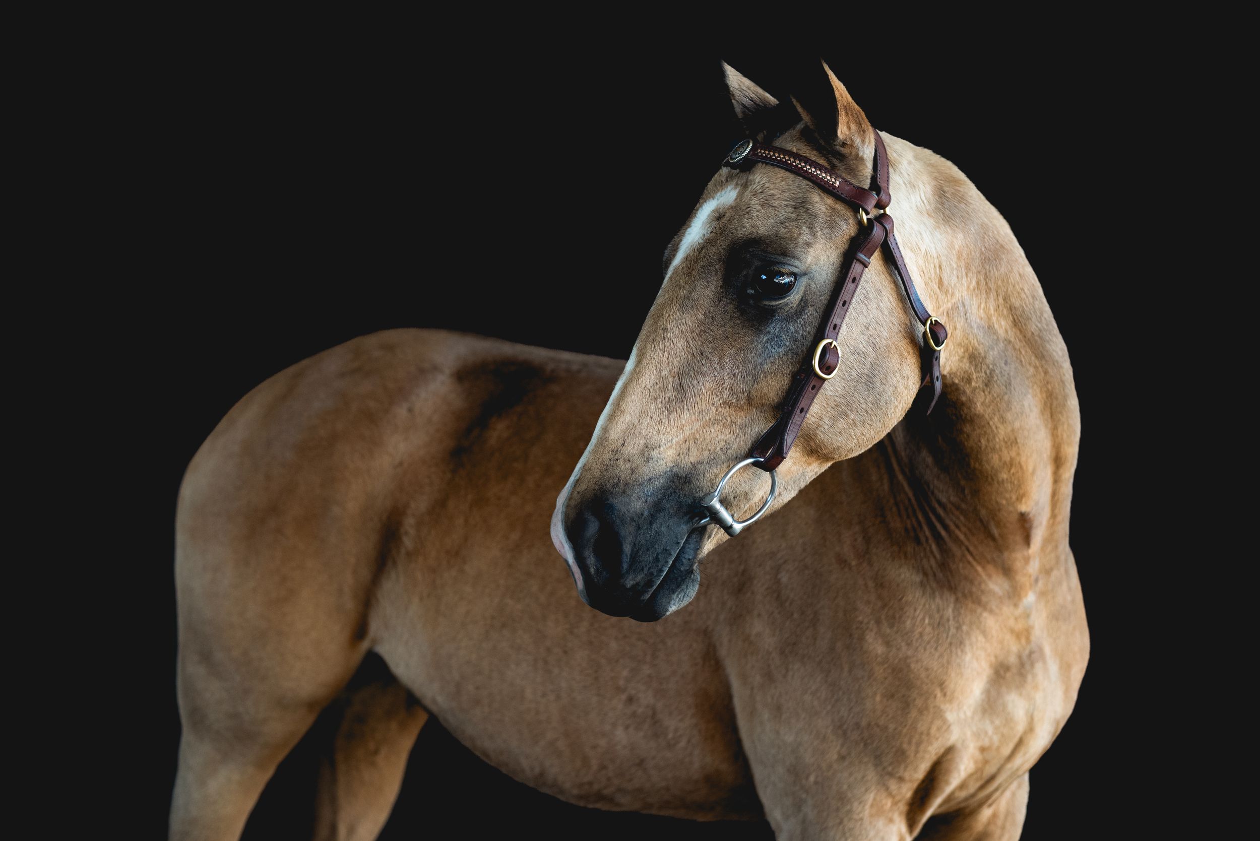 A dun colored horse with bridle photographed against dark background.