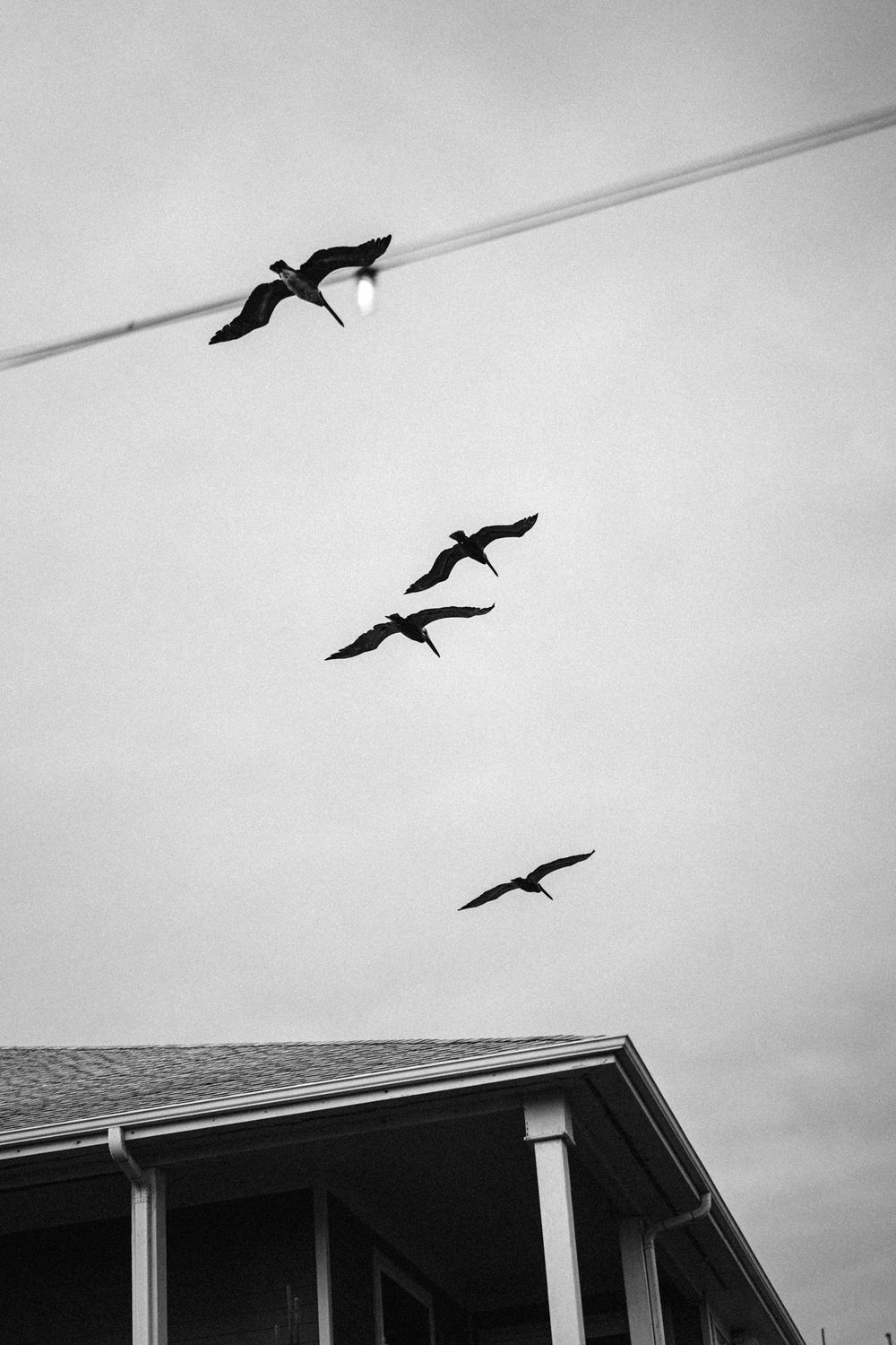 Black and white photograph of seabirds flying over a house roofline.