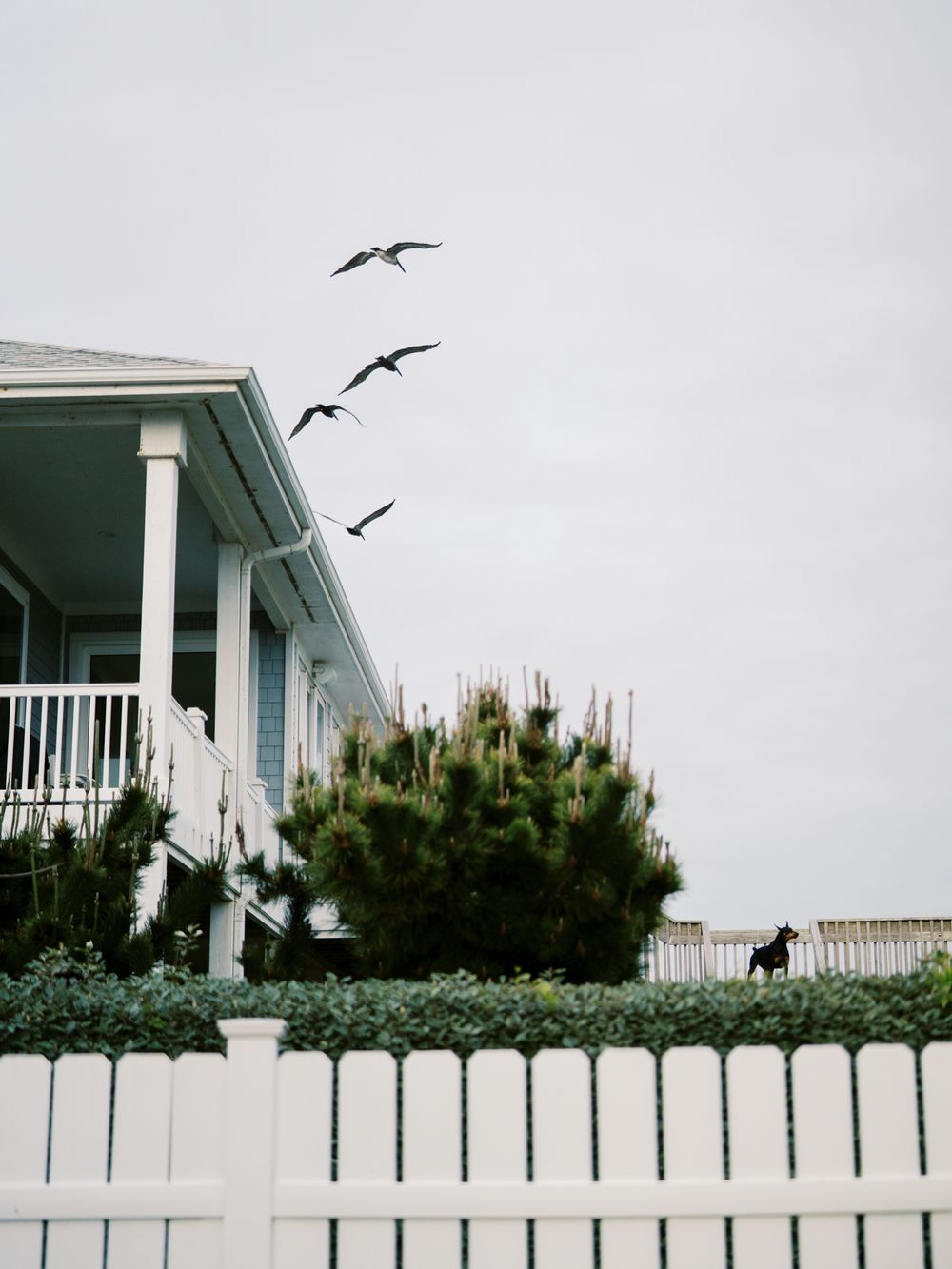 Birds flying over a white coastal house with a picket fence on an overcast day.