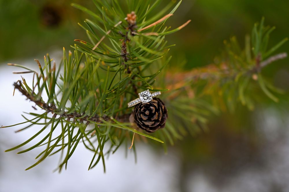 Diamond engagement ring resting on pine cone among green pine needles outdoors.