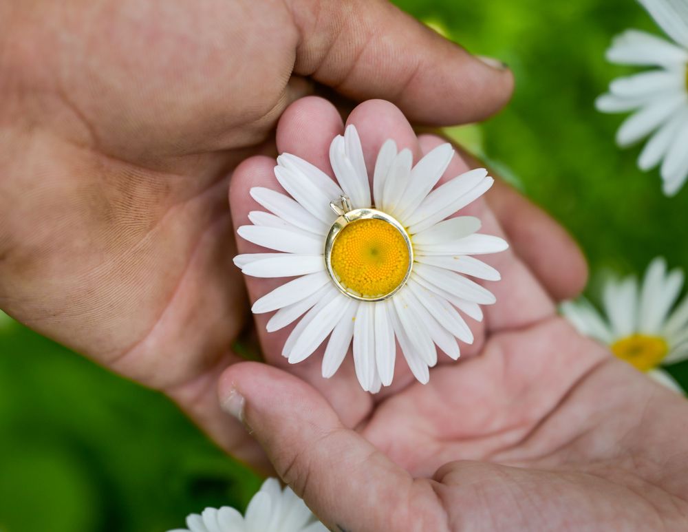 Two hands gently cradling a white daisy with a yellow center, surrounded by blurred green foliage and white flowers.