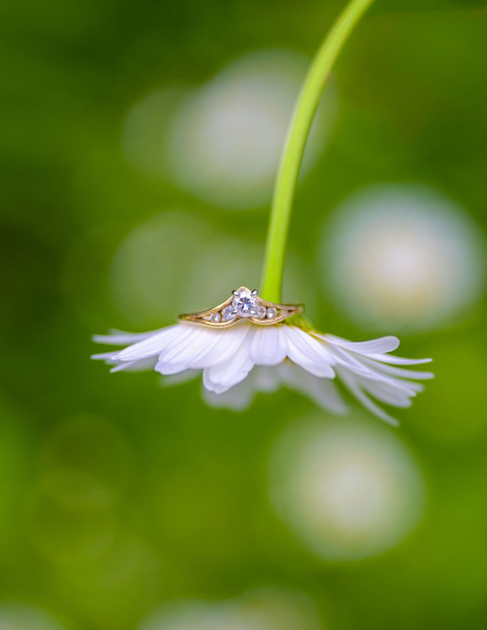 Gold diamond engagement ring resting on a delicate white daisy flower with a soft green bokeh background.