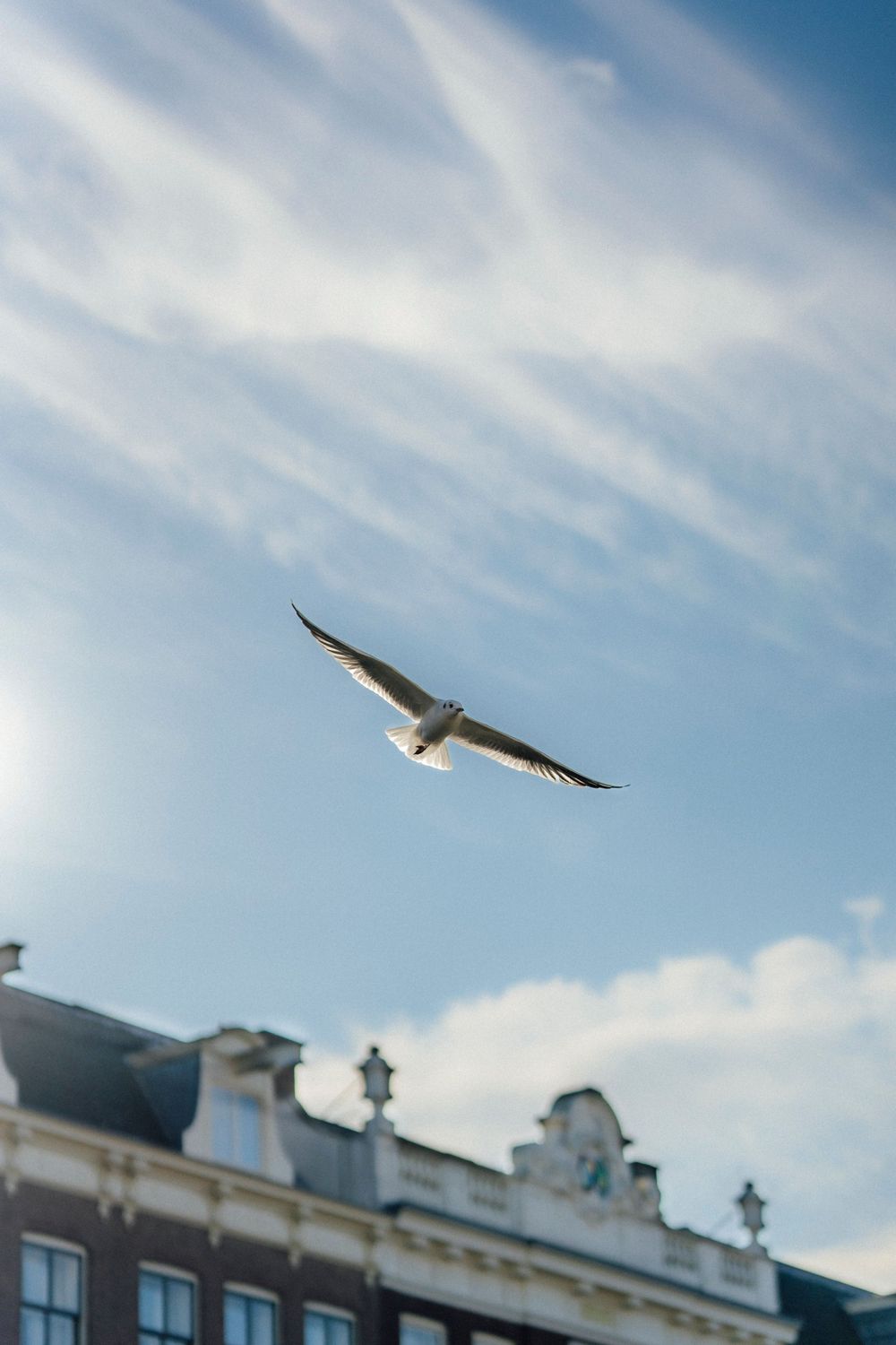 Bird soaring against blue sky with white buildings visible below.