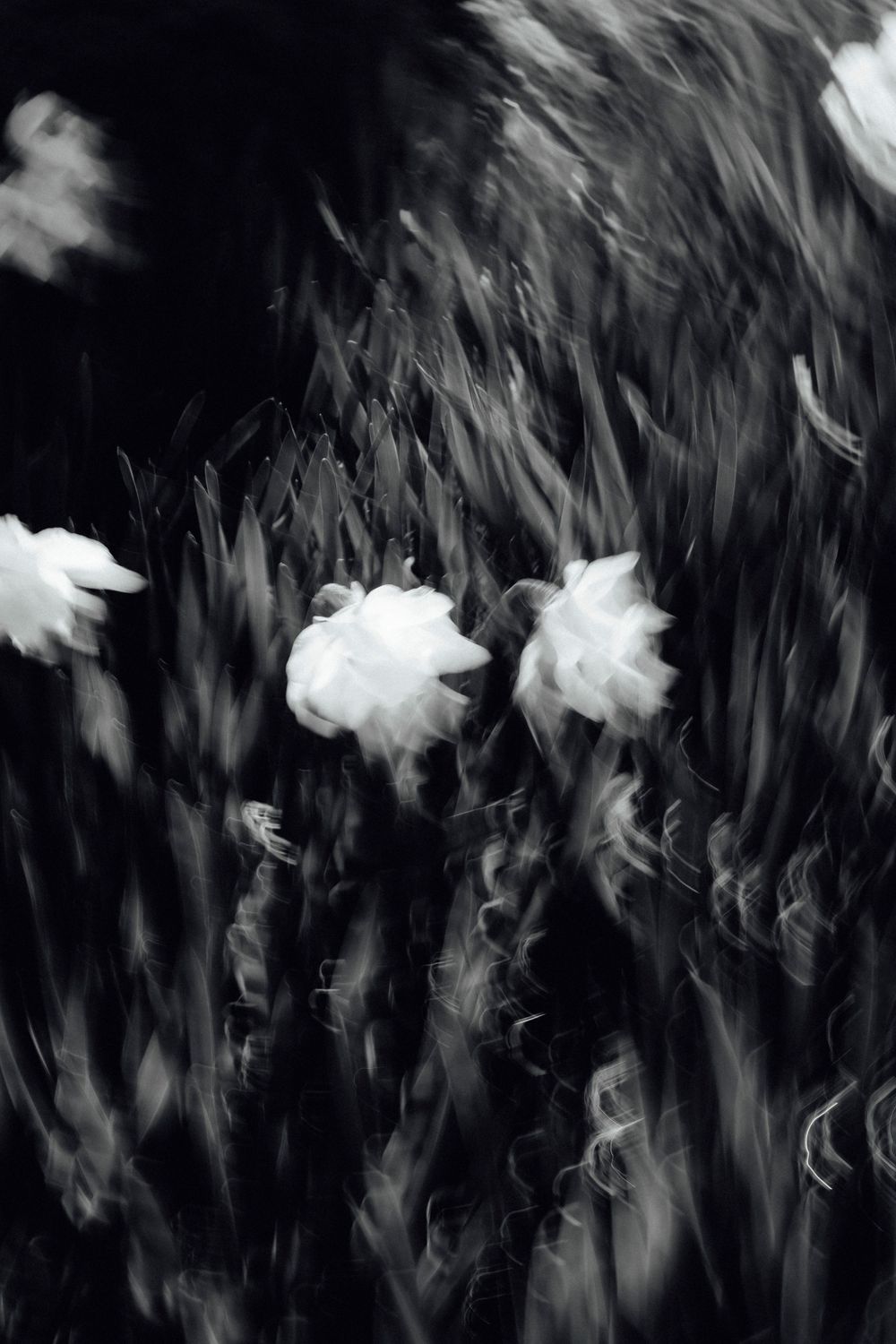 Abstract black and white photograph of swirling smoke patterns against a dark background.