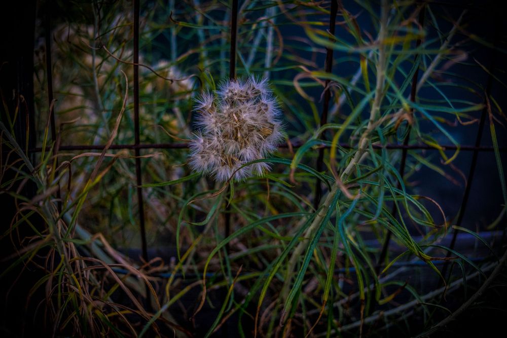 Close-up of a delicate dandelion seed head against a dark natural background.