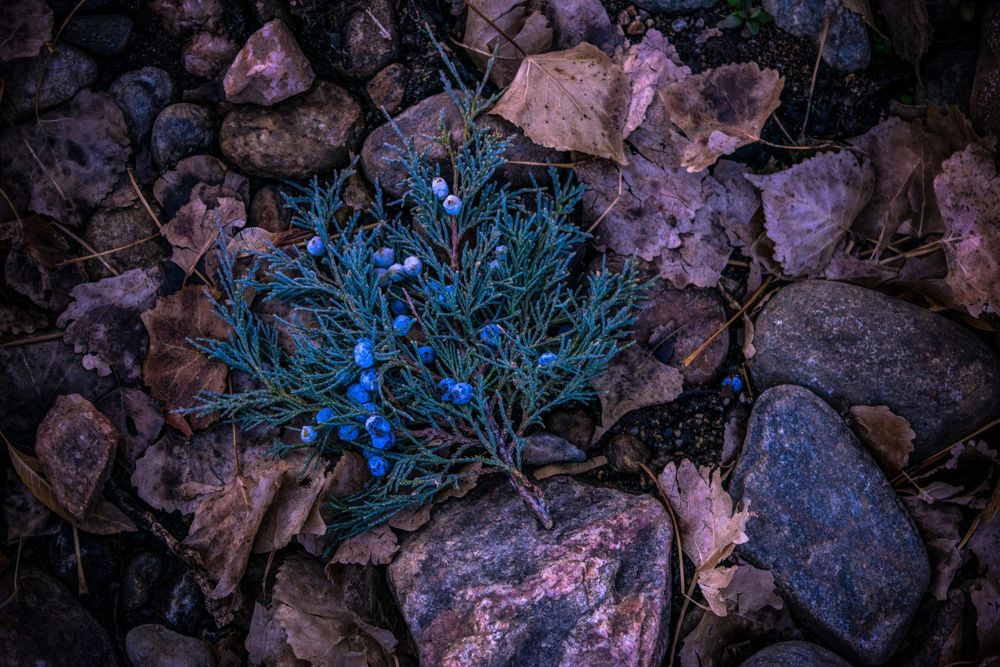 Vibrant blue plant growth emerging from pink and purple rocks in a moody nature scene.