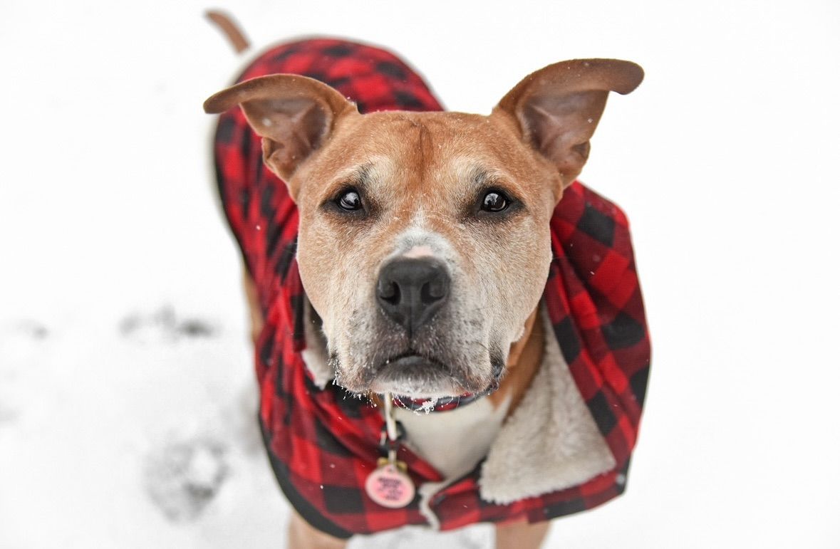 Inspiration Paws 2 Reflect Photography