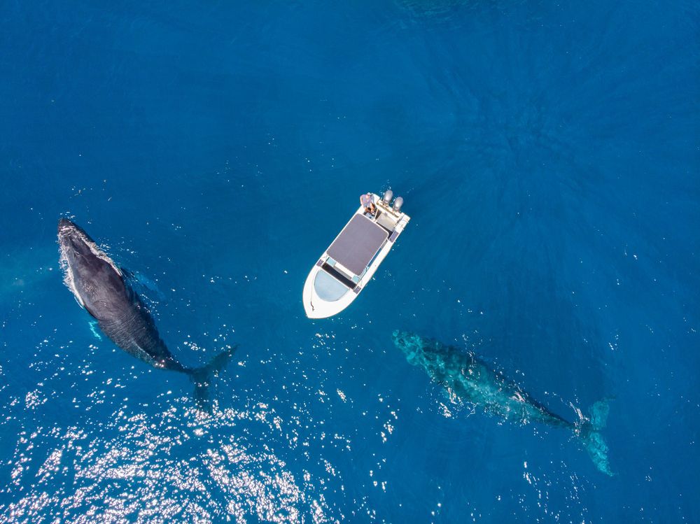 Aerial view of boat with whales swimming nearby in deep blue ocean waters.