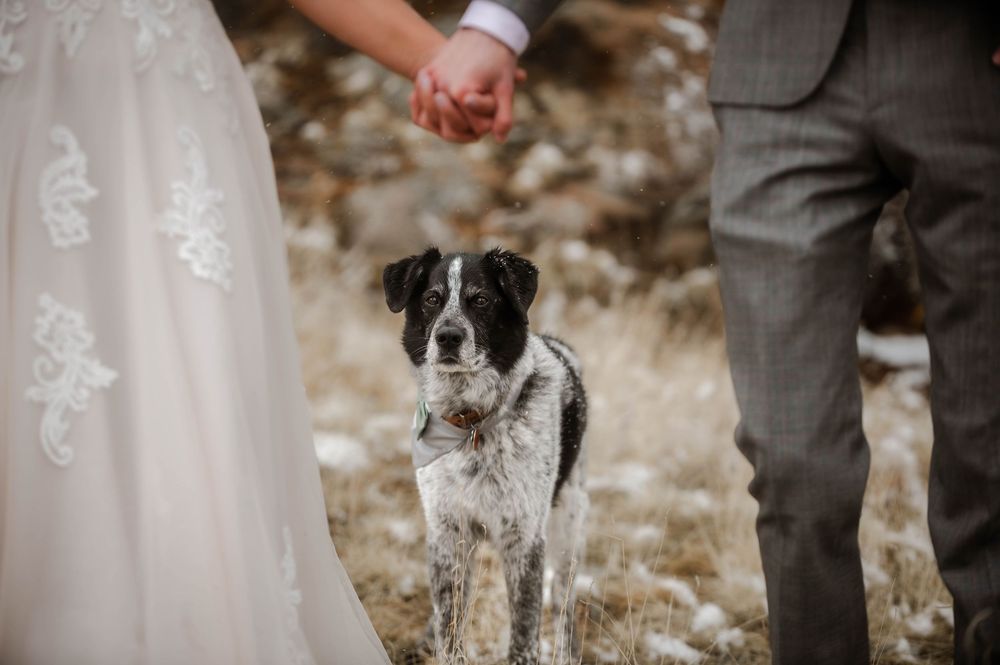 Wedding dog