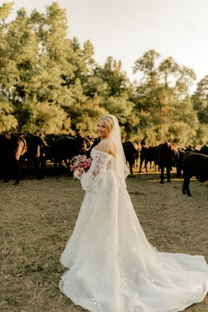 Smiling bride in off-shoulder lace gown with veil poses before cattle at sunset.