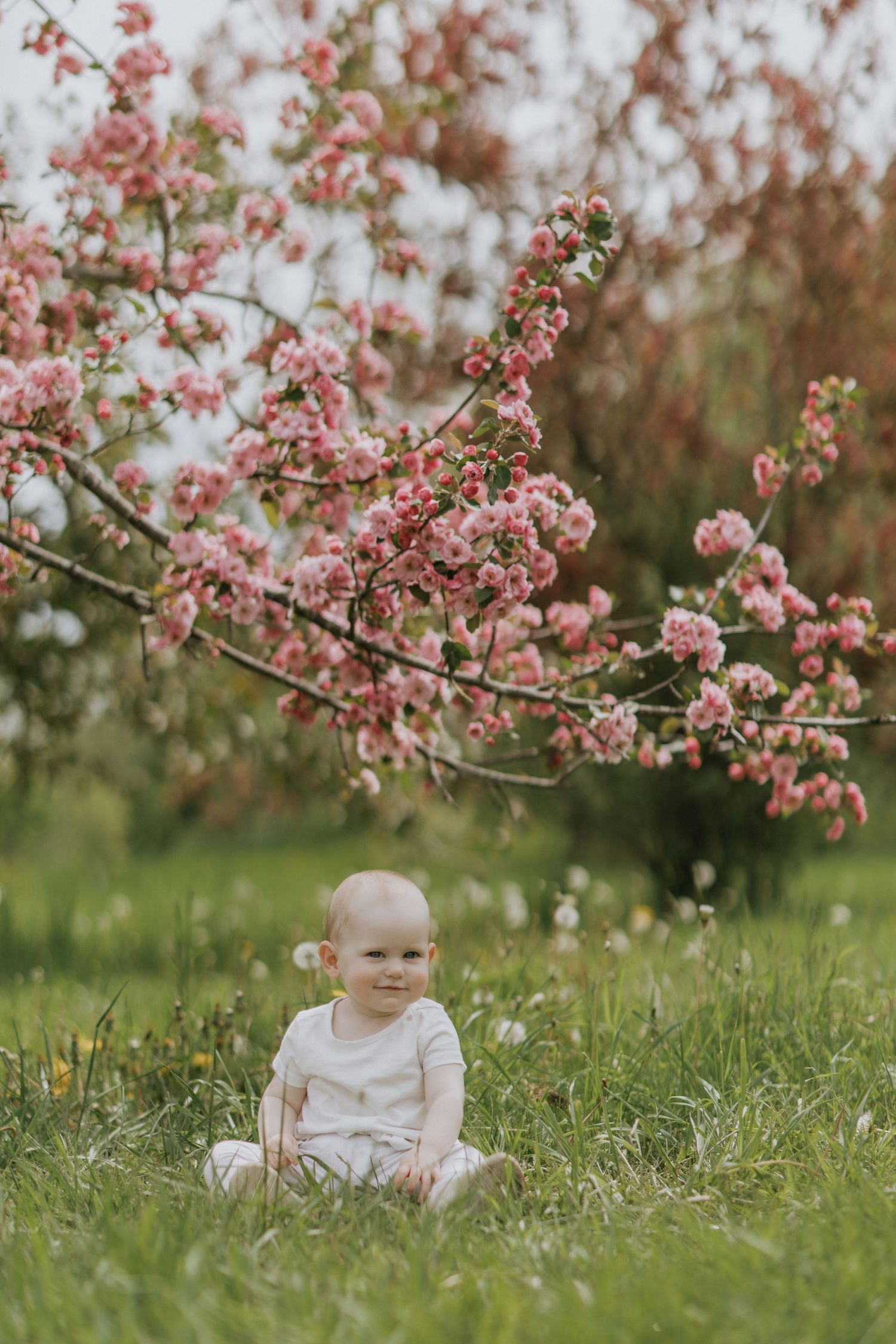 Baby sitting in green grass under blooming pink cherry blossom tree in spring garden.