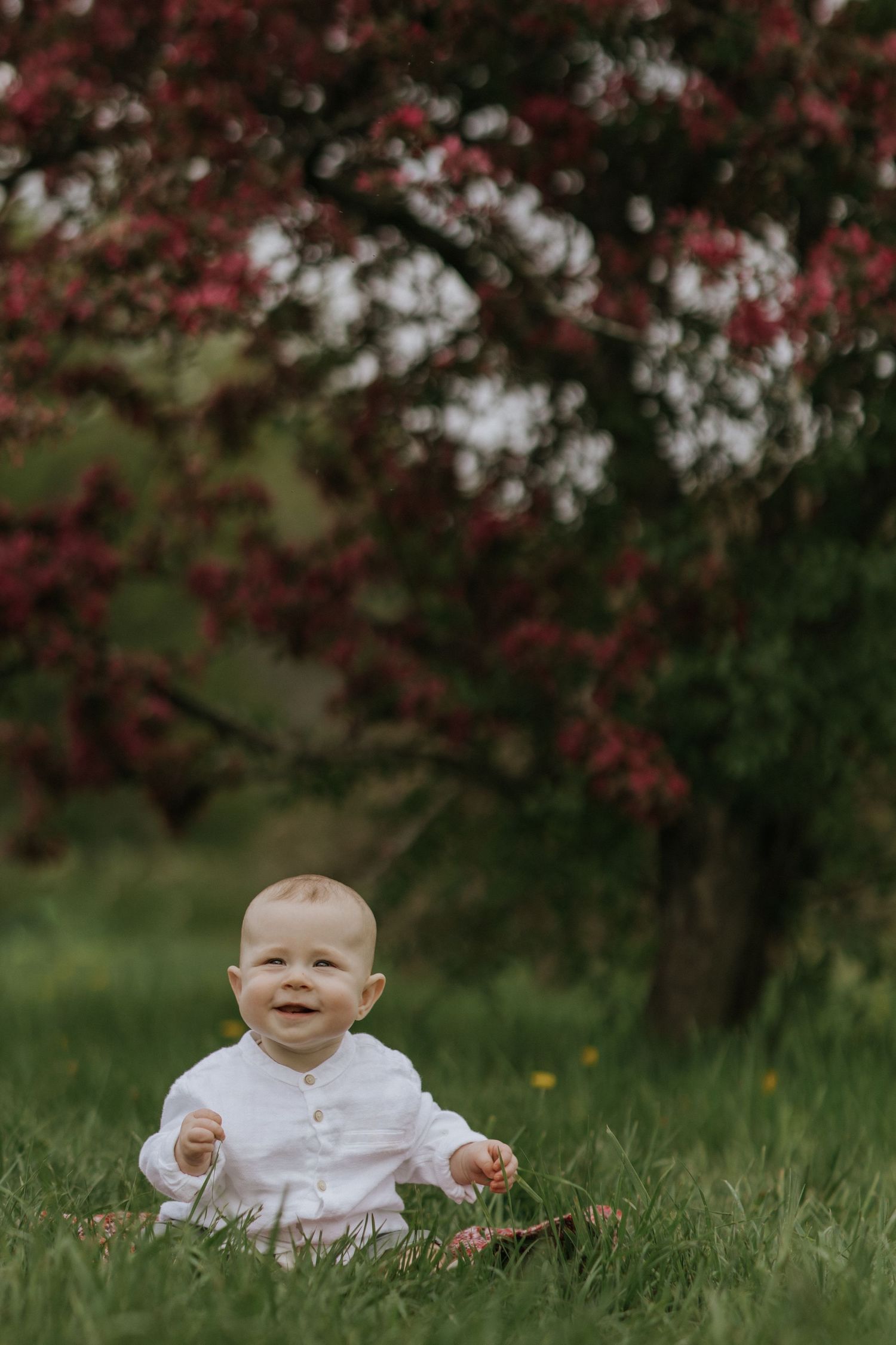 Laughing baby in white outfit sitting in green grass under flowering tree.