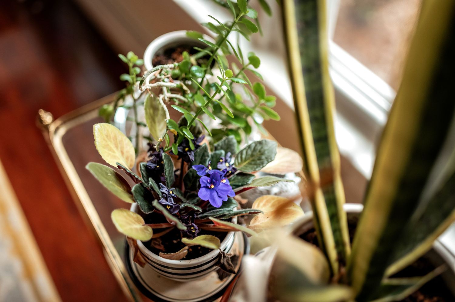 A small blue flower blooms among green foliage in a potted succulent arrangement near a window.