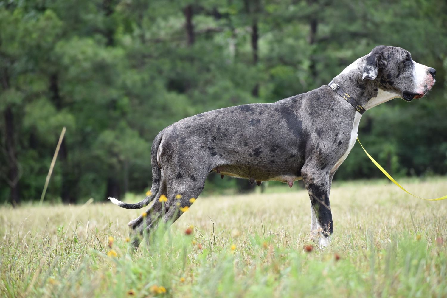 Great Dane dog showing athletic movement while running across a sunny meadow.