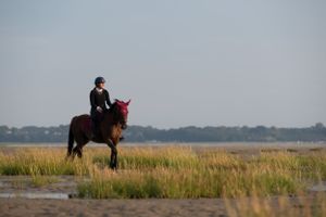 A rider on horseback silhouetted against a misty coastal landscape at dusk.