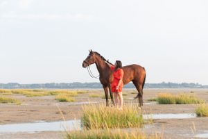 A beautiful brown horse stands with companion in coastal grassland during sunset.