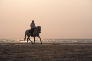 Silhouette of horse and rider on beach during golden sunset hour.