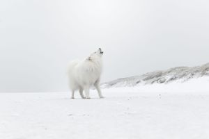 petit loup des neiges