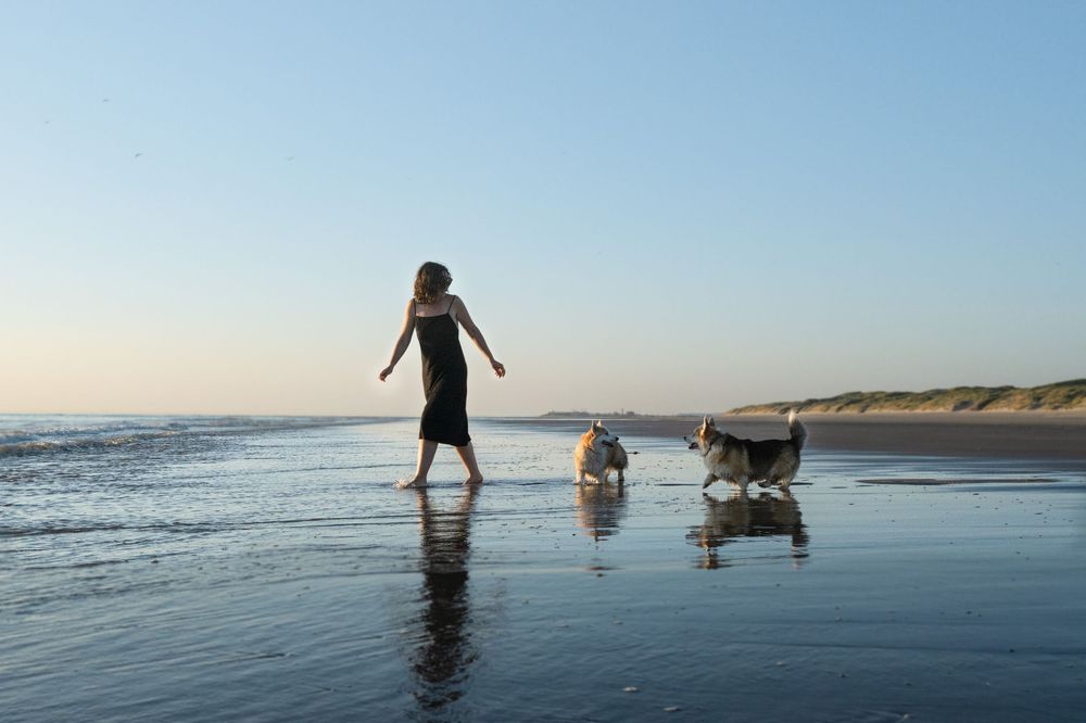 Woman walking with two dogs on a wet sandy beach at sunset with dunes in the background.