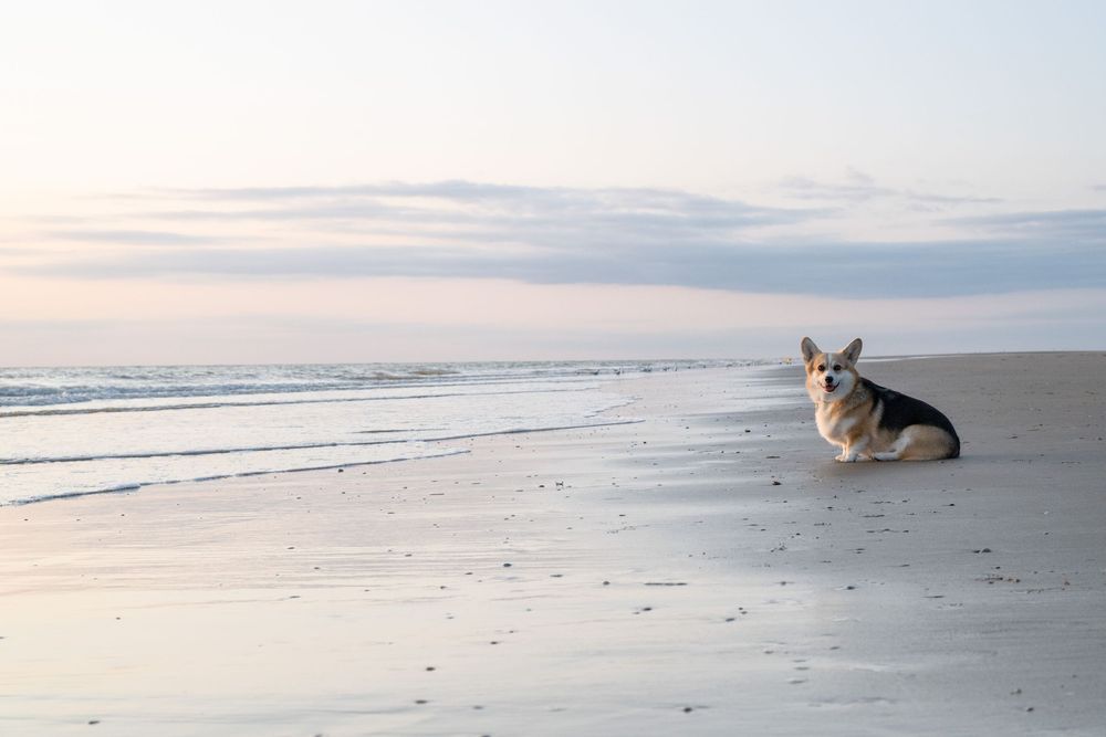 A Corgi dog rests on a sandy beach at sunset with calm ocean waves and pastel sky in the background.