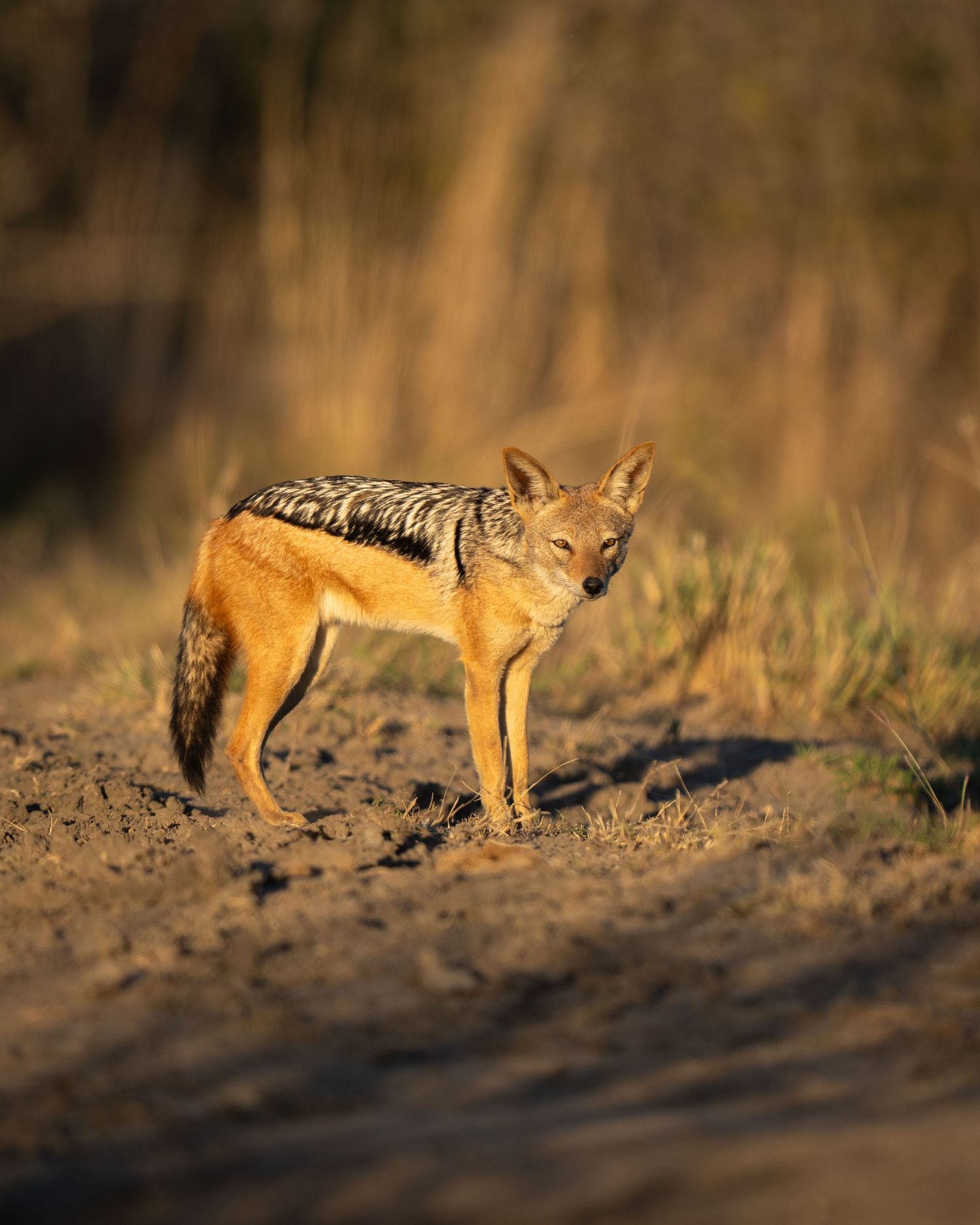 Black-backed jackals hunting in the early morning light.