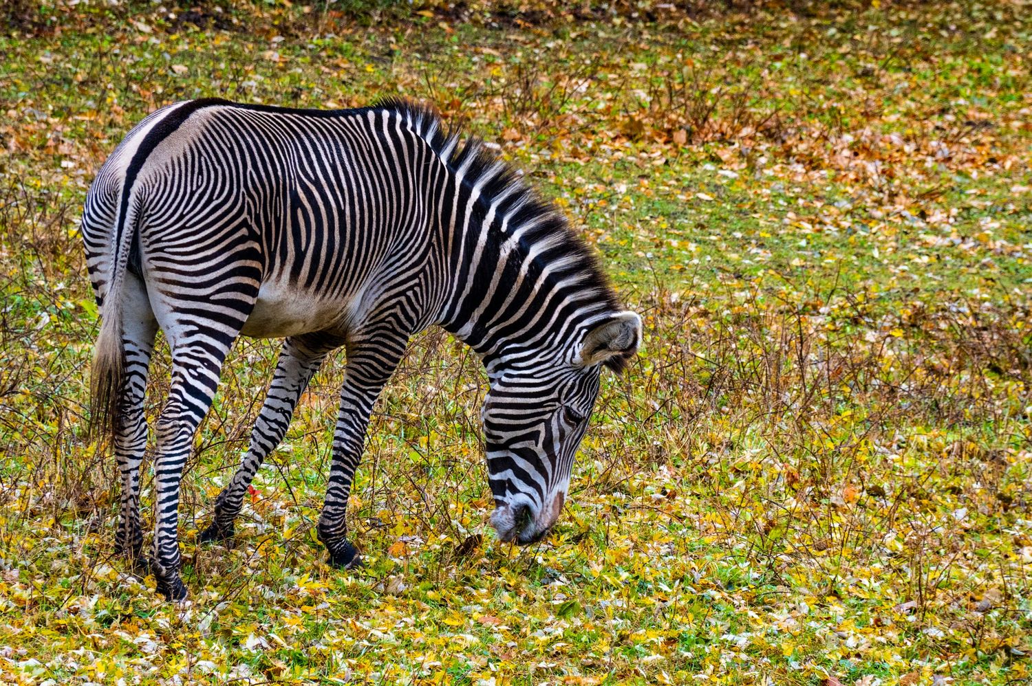 Zebra grazing on fallen autumn leaves in a grassy field.