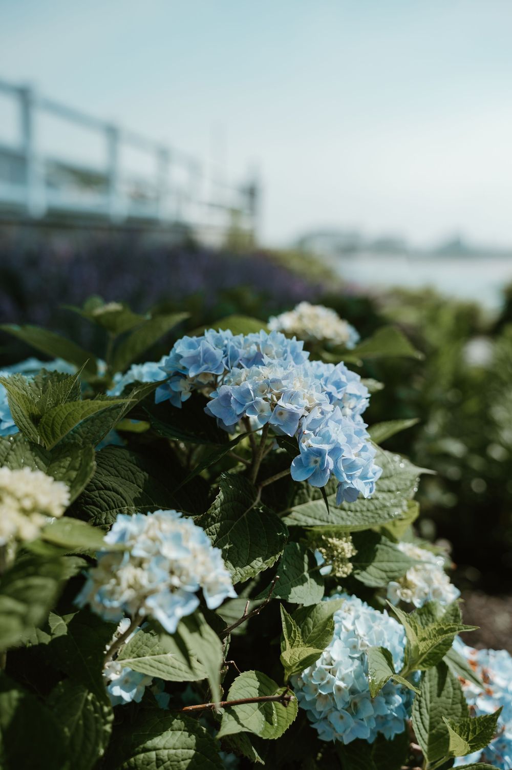 Blue hydrangea flowers blooming in a coastal garden with green leaves and a blurred waterfront background.