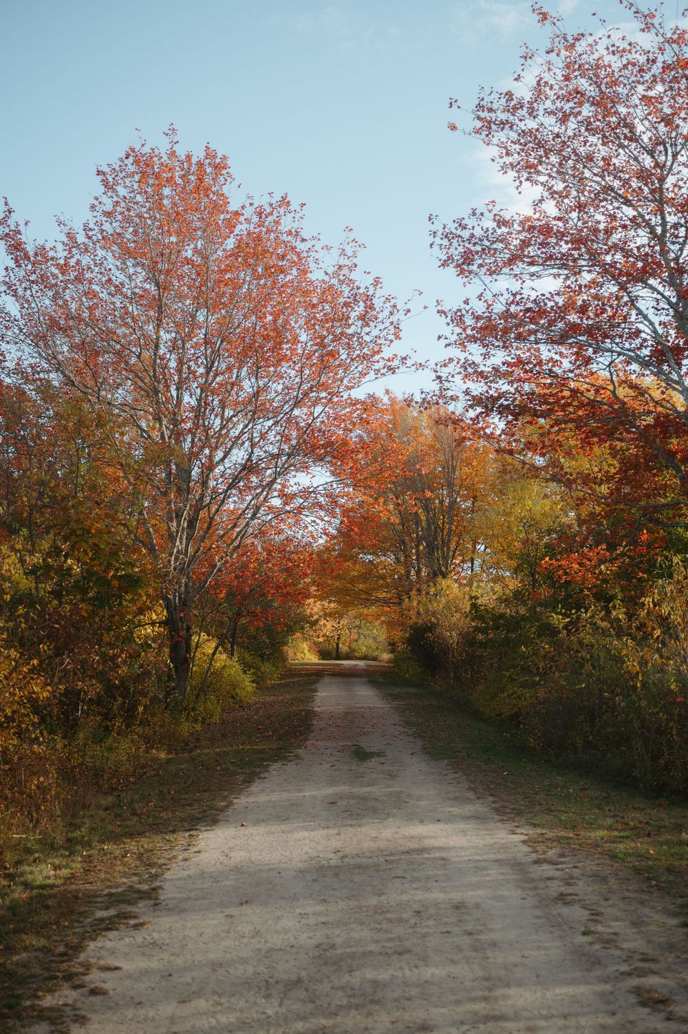 A dirt path winds through trees with vibrant orange autumn foliage against a blue sky on a sunny day.